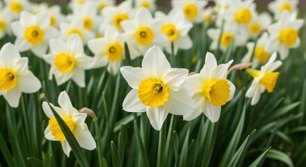 White daffodils with yellow centers, in bloom,  bright,  spring