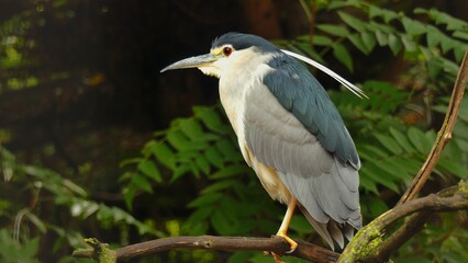 The black-crowned night heron (Nycticorax nycticorax) sits on a branch in the park.