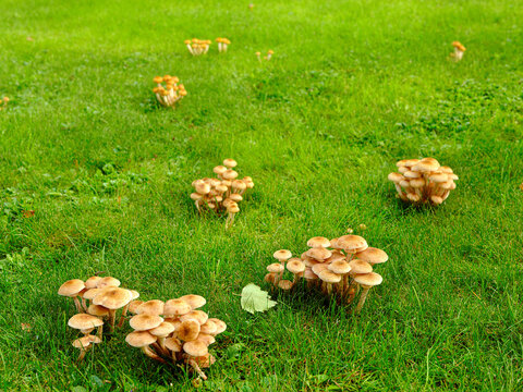 Honey mushrooms in a meadow with green grass - Powered by Adobe