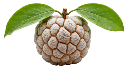 Sugar Apple with Two Green Leaves, Textured Skin, and Short Stem