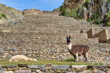 Llamas standing on the impressive Inca stone terraces at the Ollantaytambo archaeological site in the Sacred Valley of Peru