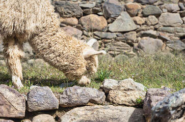 Close-up image with a young fluffy alpaca grazing at Ollantaytambo Archeological Site.