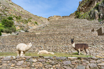 Llamas standing on the impressive Inca stone terraces at the Ollantaytambo archaeological site in the Sacred Valley of Peru