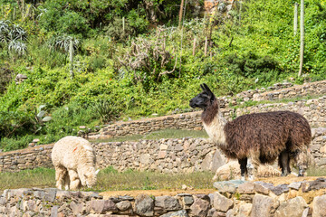Llamas standing on the impressive Inca stone terraces at the Ollantaytambo archaeological site in the Sacred Valley of Peru