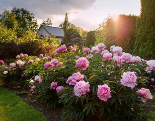 Obraz premium flower beds full of peonies in the home garden