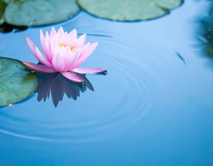 Pink water lily on tranquil pond