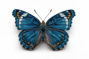 Obraz premium Blue butterfly with patterned wings on white background