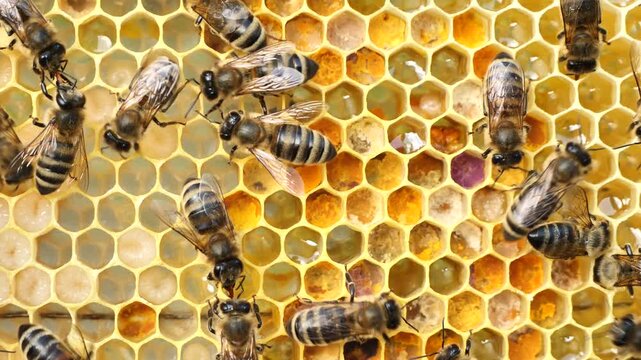 Beauty and color harmony in nature.
The honeycombs are filled with nectar, honey and pollen. Here you can also see the eggs laid by the queen and the larvae of the developing bees.
