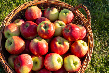 Korb mit reifen Äpfeln