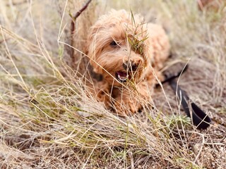 Adorable Small Dog in Field with Plants in Foreground, Possibly Sniffing Grass.