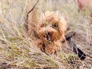 Adorable Small Dog in Field with Plants in Foreground, Possibly Sniffing Grass.