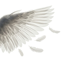 Majestic white angel wings angled mid-motion, detaching feathers. Extreme macro of intricate texture, translucent quills, opalescent sheen on transparent background, concept of ethereal beauty
