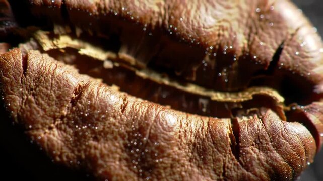 Closeup of a cracked nut, detailed texture and glistening spots