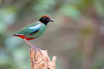 Western Hooded Pitta  (Pitta sordida ) bird perching on stump. Bird watching in natural habitats in the forest.