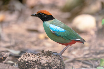 Western Hooded Pitta  (Pitta sordida ) bird perching on stump. Bird watching in natural habitats in the forest.