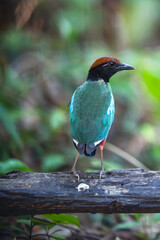 Western Hooded Pitta  (Pitta sordida ) bird perching on stump. Bird watching in natural habitats in the forest.