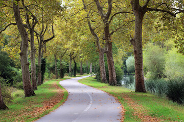 Winding road through lush green forest after rainfall