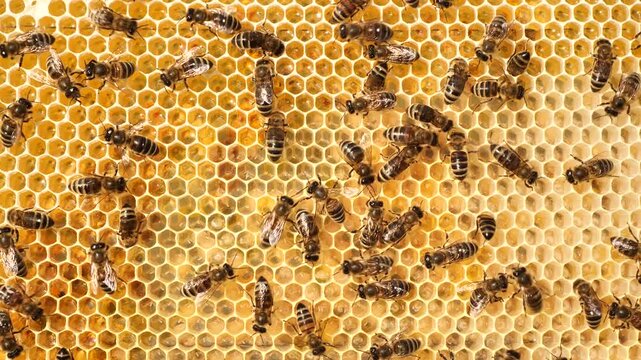 Beauty and color harmony in nature.
The honeycombs are filled with nectar, honey and pollen. Here you can also see the eggs laid by the queen and the larvae of the developing bees.
