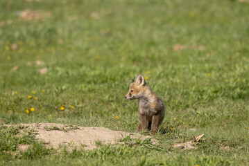 Cute Red Fox Pup in a Meadow in Wyoming in Springtime