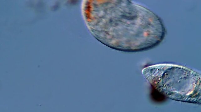 Microscope view of protozoa, 400x magnification 
