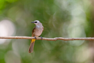 Yellow-vented Bulbul bird perching on branch. Bird watching in natural habitats in the forest.