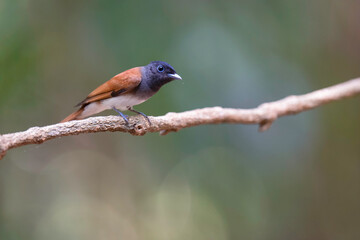 Blyth's Paradise-flycatcher  (Terpsiphone affinis) bird perching on branch. Bird watching in natural habitats in the forest.