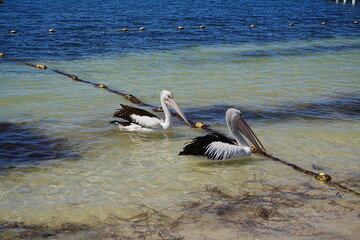 Pelican on Rottnest Island in Perth, Australia - オーストラリア パース ロットネスト島 ペリカン
