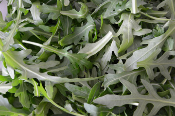 Fresh Arugula Leaves A Close-Up View