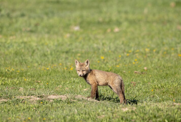 Cute Red Fox Pup in a Meadow in Wyoming in Springtime