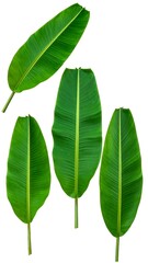 Four vibrant banana leaves against a white background