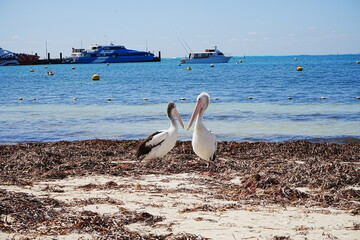 Pelican on Rottnest Island in Perth, Australia - オーストラリア パース ロットネスト島 ペリカン