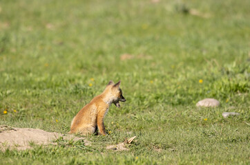 Cute Red Fox Pup in a Meadow in Wyoming in Springtime