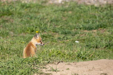 Cute Red Fox Pup in a Meadow in Wyoming in Springtime
