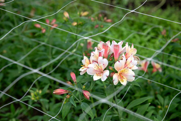 Photograph of a pink alstroemeria flowers. Alstroemeria flowers in a greenhouse. Growing flowers in greenhouses. Gardening.