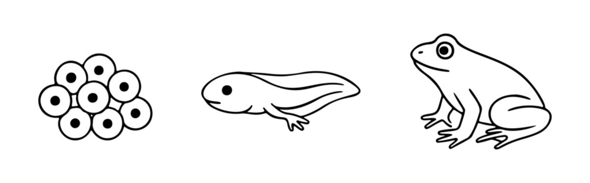life cycle of frog in three simple stages. Doodle style. Hand drawn black and white isolated icon. Coloring page, art therapy, line art, logotype. Vector illustration