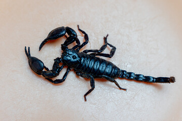 Scorpion isolated on orange background top view , mud scorpion