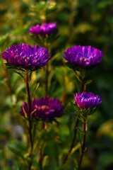 Obraz premium Violet aster bloom in the autumn garden. The first purple autumn flower. Floral background.