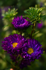 Obraz premium Violet aster bloom in the autumn garden. The first purple autumn flower. Floral background.