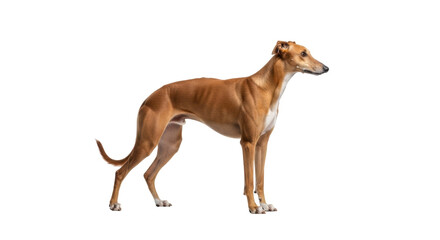 Isolated fawn Spanish Galgo dog standing side view, short hair, athletic body build, animal