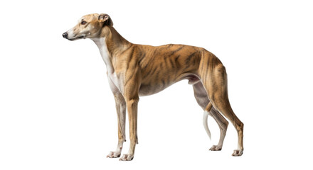 Obraz premium Isolated majestic greyhound dog standing elegantly with its muscular physique in focus