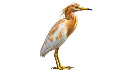 Isolated Squacco Heron Ardeola ralloides in breeding plumage stands tall with elegance