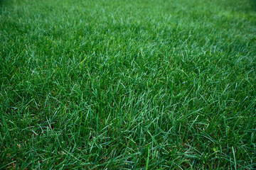 green grass background.