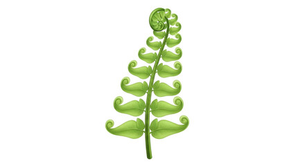 Isolated Green Fern Frond Budding, Unfurling, Sprout Leaves, Medicinal Herb, Freshness