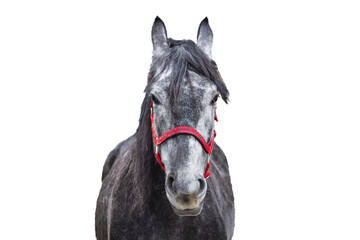 Dapple Grey Horse Profile with Red Halter, Isolated on White