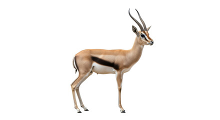 Isolated slender gazelle antelope standing alone with a distinctive black side stripe