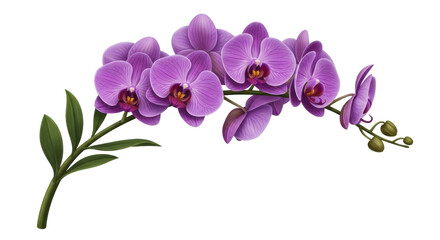Isolated purple orchid branch, beautiful blooming flower illustration, floral vector © Leon