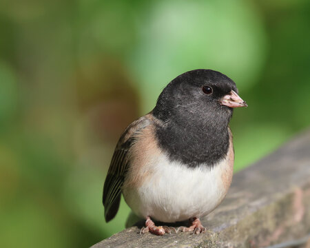 Closeup of an Oregon junco perched on a wooden railing, blurry green background