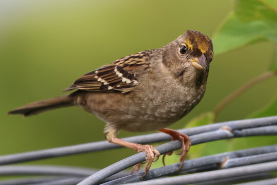 Golden-crowned sparrow perched on a wire lattice, blurry green background