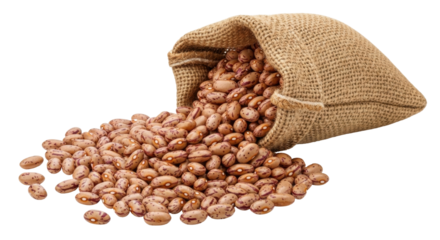 Isolated burlap sack with pinto beans spilling out, harvest grain crop in bag, rustic design