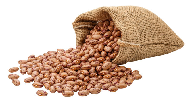 Isolated burlap sack with pinto beans spilling out, harvest grain crop in bag, rustic design